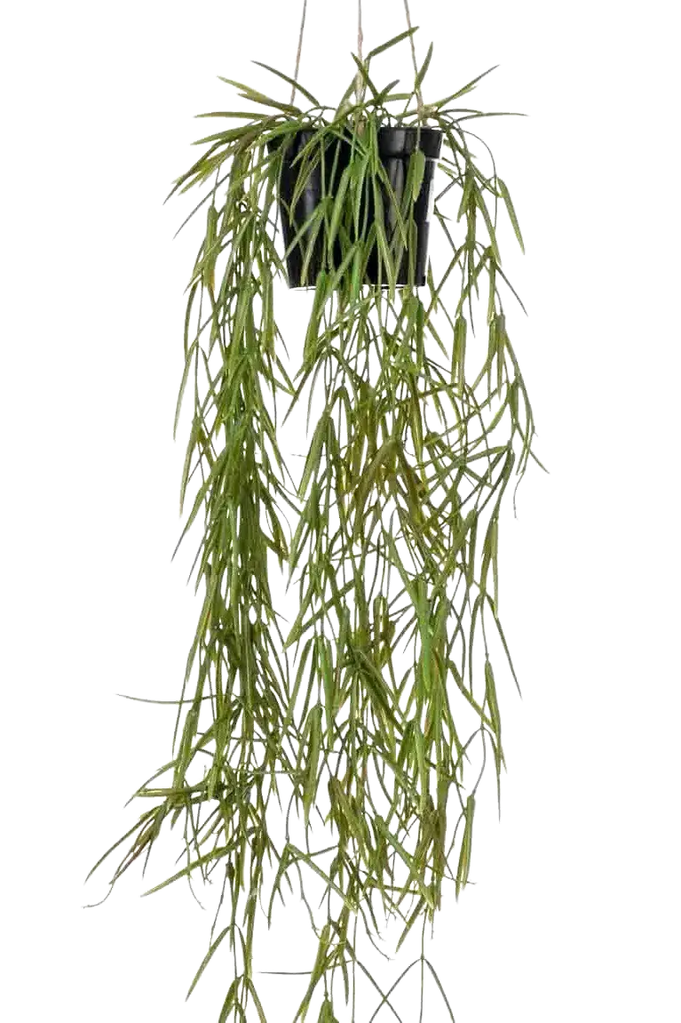 Künstliche Hänge-Hoya - Kurt, 80 cm, Kunstpflanze von aplanta, in Grün, für drinnen