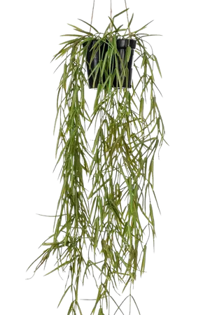 Künstliche Hänge-Hoya - Kurt, 80 cm, Kunstpflanze von aplanta, in Grün, für drinnen