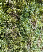 Künstliche Iceland Moos Matte - Natalie | 50x50 cm | Kunstpflanze von aplanta