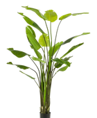 Künstliche Strelitzia - Colin auf transparentem Hintergrund mit echt wirkenden Kunstblättern. Diese Kunstpflanze gehört zur Gattung/Familie der 