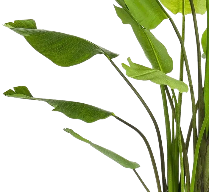 Künstliche Strelitzia - Colin | 235 cm auf transparentem Hintergrund, als Ausschnitt fotografiert, damit die Details der Kunstpflanze bzw. des Kunstbaums noch deutlicher zu erkennen sind.