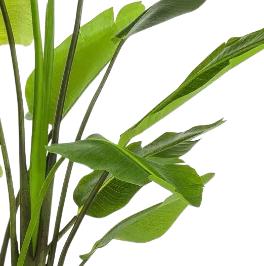 Künstliche Strelitzia - Colin | 235 cm auf transparentem Hintergrund, als Ausschnitt fotografiert, damit die Details der Kunstpflanze bzw. des Kunstbaums noch deutlicher zu erkennen sind.