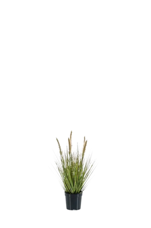 Künstliches Lampenputzergras - Paulin auf transparentem Hintergrund mit echt wirkenden Kunstblättern. Diese Kunstpflanze gehört zur Gattung/Familie der "Gräser" bzw. "Kunst-Gräser".