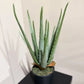 Künstliche Aloe - Penelope, 35 cm, Kunstpflanze von aplanta, im schwarzen Topf, in Natur, für drinnen