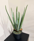 Künstliche Aloe - Penelope | 35 cm | Kunstpflanze von aplanta