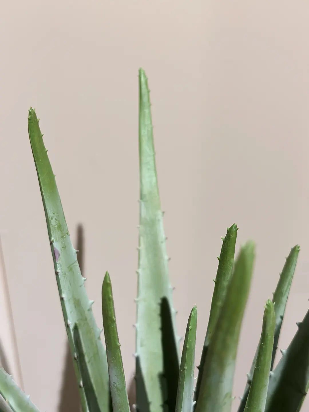 Künstliche Aloe - Penelope, 35 cm, Kunstpflanze von aplanta, im schwarzen Topf, in Natur, für drinnen
