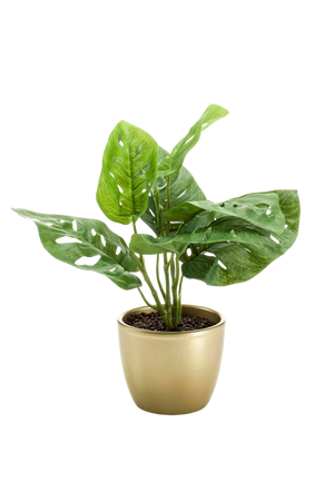 Hochwertige Monstera Kunstpflanze auf transparentem Hintergrund mit echt wirkenden Kunstblättern in natürlicher Anordnung. Künstlicher Monstera Busch - Lotte hat die Farbe Natur und hat eine Höhe von 30 cm | aplanta Kunstpflanzen