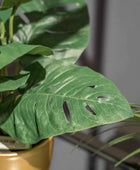 Arbusto artificial de monstera - Lotte | 30 cm