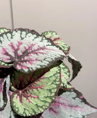 Künstliche Begonie - Georg | 25 cm | Kunstpflanze von aplanta