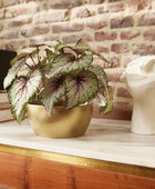 Begonia artificial - Georg | 25 cm