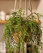 Rhipsalis artificial - Karla | 90 cm