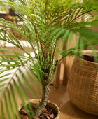 Palmera artificial de montaña - Nelly | 85 cm