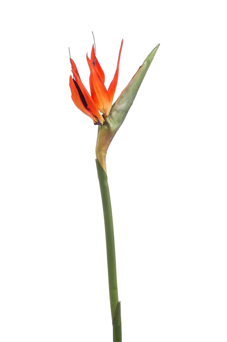 Hochwertige Kunstpflanze | Künstlicher Strelitzia Zweig - Olga | 85 cm von 🌱aplanta