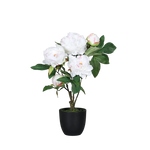 Künstliche Pfingstrose - Finja auf transparentem Hintergrund mit echt wirkenden Kunstblättern in natürlicher Anordnung. Künstliche Pfingstrose - Finja hat die Farbe cream und ist 45 cm hoch. | aplanta Kunstpflanzen