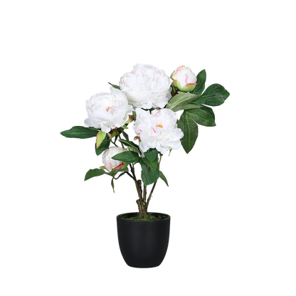 Künstliche Pfingstrose - Finja auf transparentem Hintergrund mit echt wirkenden Kunstblättern in natürlicher Anordnung. Künstliche Pfingstrose - Finja hat die Farbe cream und ist 45 cm hoch. | aplanta Kunstpflanzen