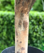 Künstlicher Buchsbaum - Rico | 95 cm | Kunstbaum von aplanta