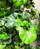 Künstlicher Gingko - Tamino | 210 cm | Kunstbaum von aplanta