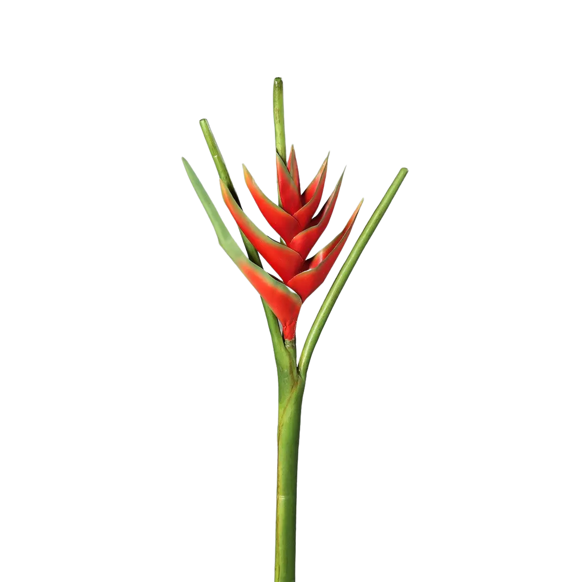 Heliconias artificiales - Prince | 126 cm