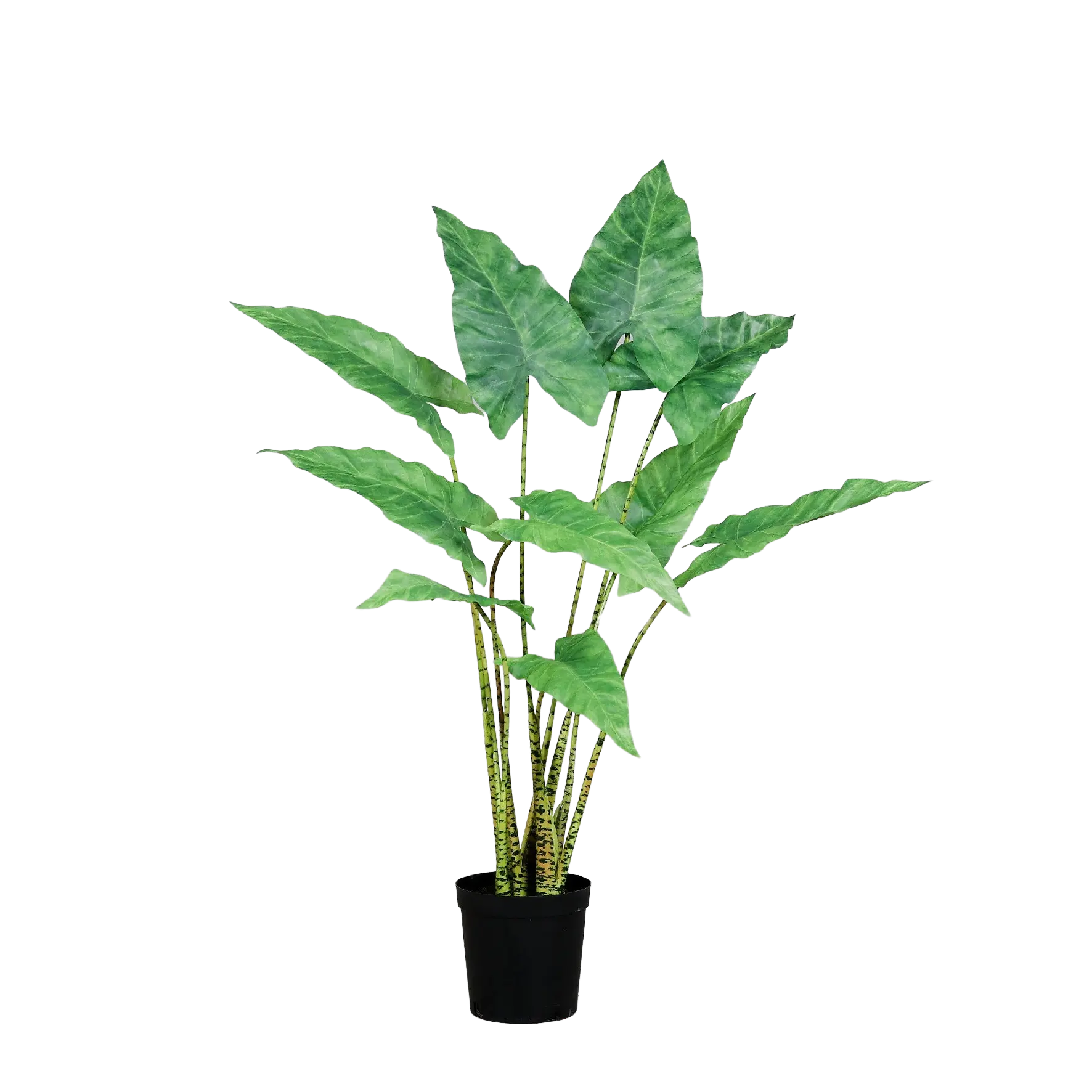 Künstliche Alocasia - Diego auf transparentem Hintergrund mit echt wirkenden Kunstblättern in natürlicher Anordnung. Künstliche Alocasia - Diego hat die Farbe Natur und ist 60 cm hoch. | aplanta Kunstpflanzen