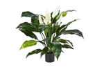 Künstliche Spathiphyllum - Big-Luna, 73 cm, Kunstbaum von aplanta, im schwarzen Topf, in Natur, für drinnen