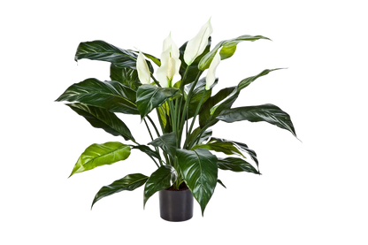 Künstliche Spathiphyllum - Big-Luna, 73 cm, Kunstbaum von aplanta, im schwarzen Topf, in Natur, für drinnen