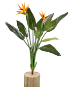 Künstliche Strelitzia - Kali' auf transparentem Hintergrund mit echt wirkenden Kunstblättern in natürlicher Anordnung. Künstliche Strelitzia - Kali' hat die Farbe Natur und ist 100 cm hoch. | aplanta Kunstpflanzen