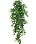 Hochwertige künstliche Hängepflanze auf transparentem Hintergrund mit echt wirkenden Kunstblättern in natürlicher Anordnung. Künstlicher Efeu - Anastasia hat die Farbe Natur und ist 110 cm hoch. | aplanta Kunstpflanzen