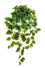 Hochwertige Monstera Kunstpflanze auf transparentem Hintergrund mit echt wirkenden Kunstblättern in natürlicher Anordnung. Künstliche Hänge-Monstera - Barbara hat die Farbe Natur und hat eine Höhe von 85 cm | aplanta Kunstpflanzen