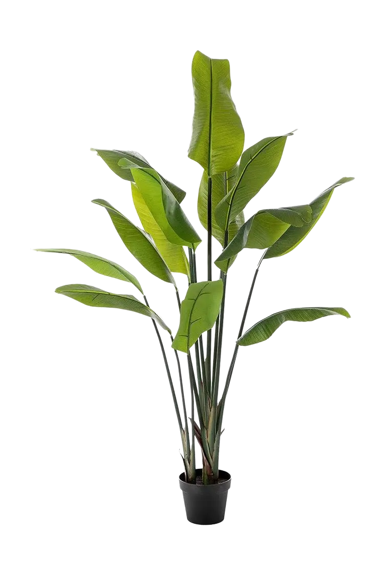 Künstliche Strelitzia - Clemens auf transparentem Hintergrund mit echt wirkenden Kunstblättern in natürlicher Anordnung. Künstliche Strelitzia - Clemens hat die Farbe Natur und ist 150 cm hoch. | aplanta Kunstpflanzen