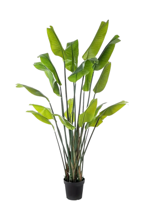 Strelitzia artificial - Clemens | 200 cm