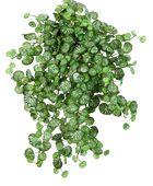 Hochwertige künstliche Hängepflanze auf transparentem Hintergrund mit echt wirkenden Kunstblättern in natürlicher Anordnung. Künstliche Steinbrech - Emanuel hat die Farbe Natur | aplanta Kunstpflanzen