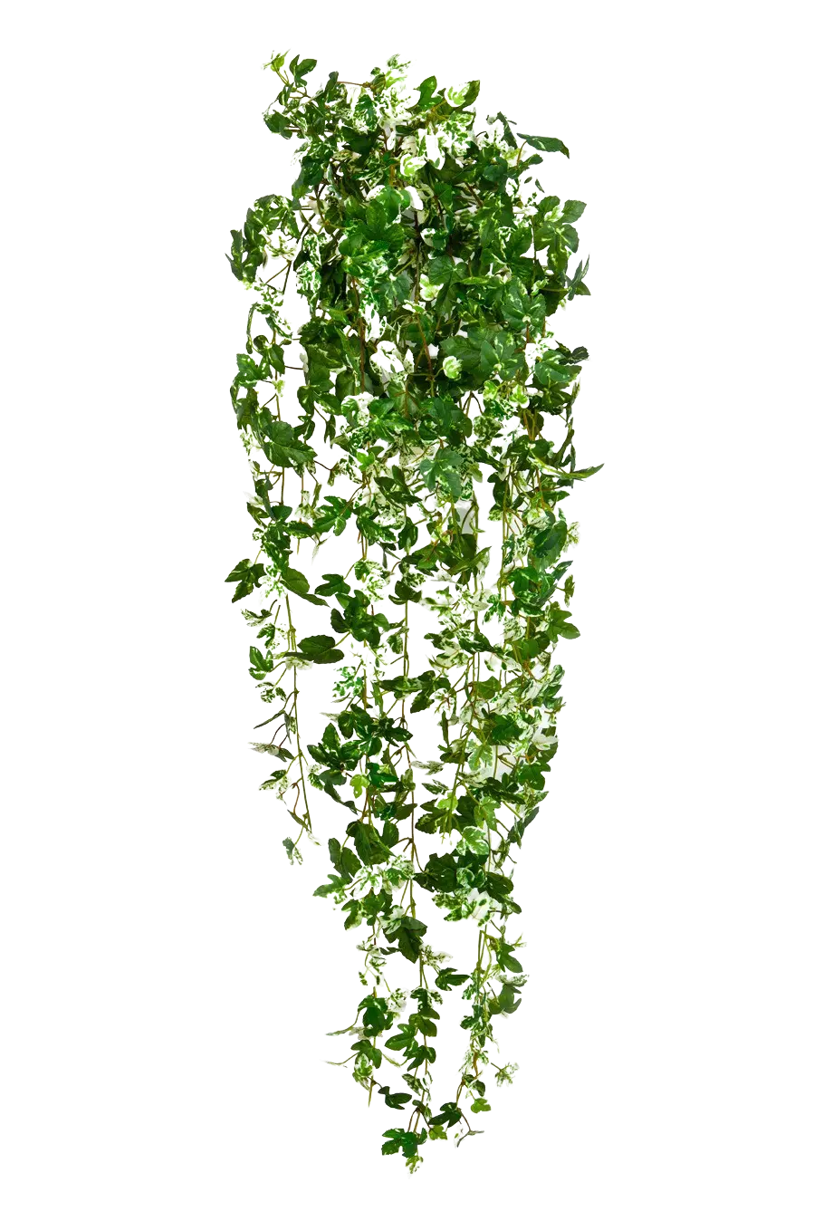 Hochwertige künstliche Hängepflanze auf transparentem Hintergrund mit echt wirkenden Kunstblättern in natürlicher Anordnung. Künstlicher Efeu - Friederike hat die Farbe Natur und ist 85 cm hoch. | aplanta Kunstpflanzen
