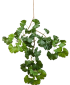 Künstlicher Gingko-Zweig - Gabriele auf transparentem Hintergrund mit echt wirkenden Kunstblättern in natürlicher Anordnung. Künstlicher Gingko-Zweig - Gabriele hat die Farbe Natur und ist 60 cm hoch. | aplanta Kunstpflanzen