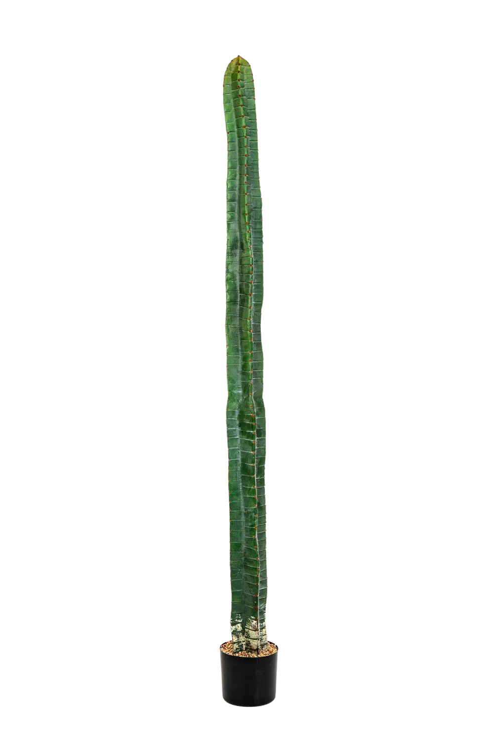 Cactus artificial - Henning | 180 cm