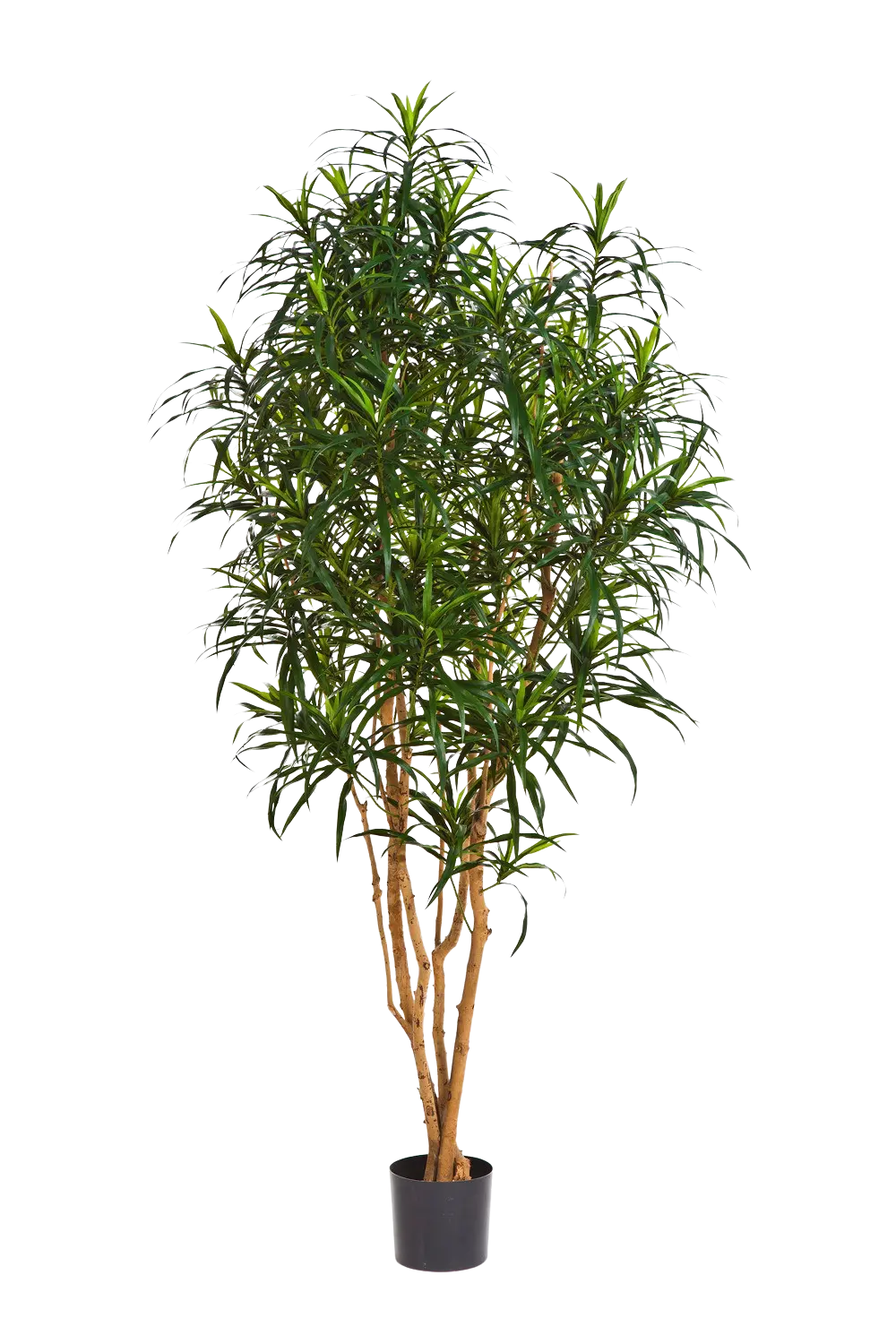 Künstlicher Drachenbaum - Hauke auf transparentem Hintergrund mit echt wirkenden Kunstblättern in natürlicher Anordnung. Künstlicher Drachenbaum - Hauke hat die Farbe Natur und ist 180 cm hoch. | aplanta Kunstpflanzen