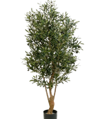 Hochwertiger Olivenbaum künstlich auf transparentem Hintergrund mit echt wirkenden Kunstblättern in natürlicher Anordnung. Künstlicher Olivenbaum - Ian hat die Farbe Natur und ist 180 cm hoch. | aplanta Kunstpflanzen
