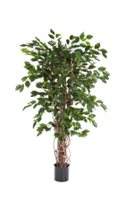 Künstlicher Ficus - Jasmin auf transparentem Hintergrund mit echt wirkenden Kunstblättern in natürlicher Anordnung. Künstlicher Ficus - Jasmin hat die Farbe Natur und ist 210 cm hoch. | aplanta Kunstpflanzen