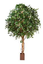 Künstlicher Ficus Baum - Nero auf transparentem Hintergrund mit echt wirkenden Kunstblättern in natürlicher Anordnung. Künstlicher Ficus Baum - Nero hat die Farbe Natur und ist 360 cm hoch. | aplanta Kunstpflanzen