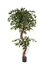 Künstlicher Gummibaum - Joshua auf transparentem Hintergrund mit echt wirkenden Kunstblättern. Diese Kunstpflanze gehört zur Gattung/Familie der "Feigen" bzw. "Kunst-Feigen".