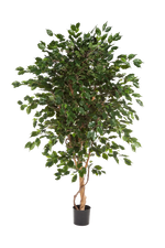 Künstlicher Ficus - Kim auf transparentem Hintergrund mit echt wirkenden Kunstblättern in natürlicher Anordnung. Künstlicher Ficus - Kim hat die Farbe Natur und ist 150 cm hoch. | aplanta Kunstpflanzen