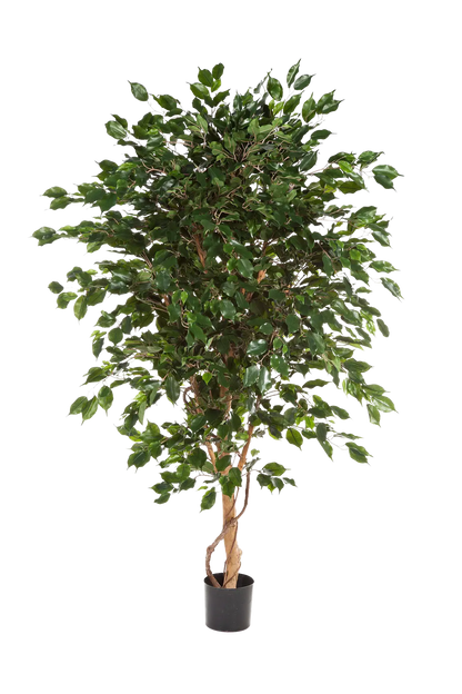 Künstlicher Ficus - Kim auf transparentem Hintergrund mit echt wirkenden Kunstblättern in natürlicher Anordnung. Künstlicher Ficus - Kim hat die Farbe Natur und ist 150 cm hoch. | aplanta Kunstpflanzen