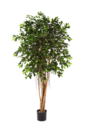 Ficus chino artificial - Konstantin | 210 cm