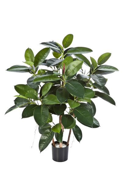 Künstlicher Gummibaum - Laura auf transparentem Hintergrund mit echt wirkenden Kunstblättern. Diese Kunstpflanze gehört zur Gattung/Familie der "Gummibäume" bzw. "Kunst-Gummibäume".