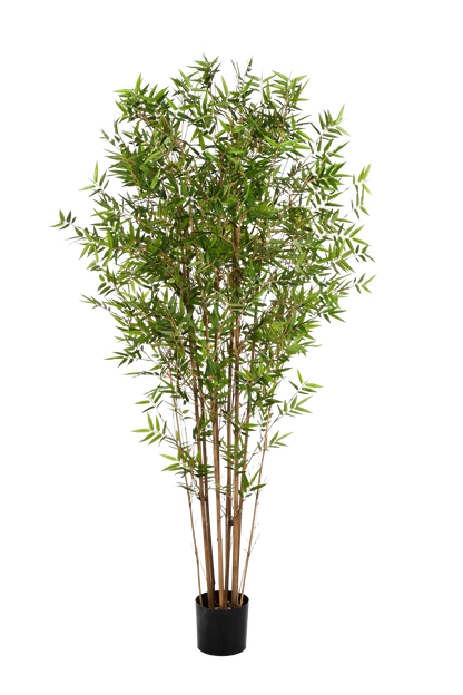 Hochwertiger Kunstbambus auf transparentem Hintergrund mit echt wirkenden Kunstblättern in natürlicher Anordnung. Künstlicher Bambus - Lucas hat die Farbe Natur und ist 150 cm hoch. | aplanta Kunstpflanzen
