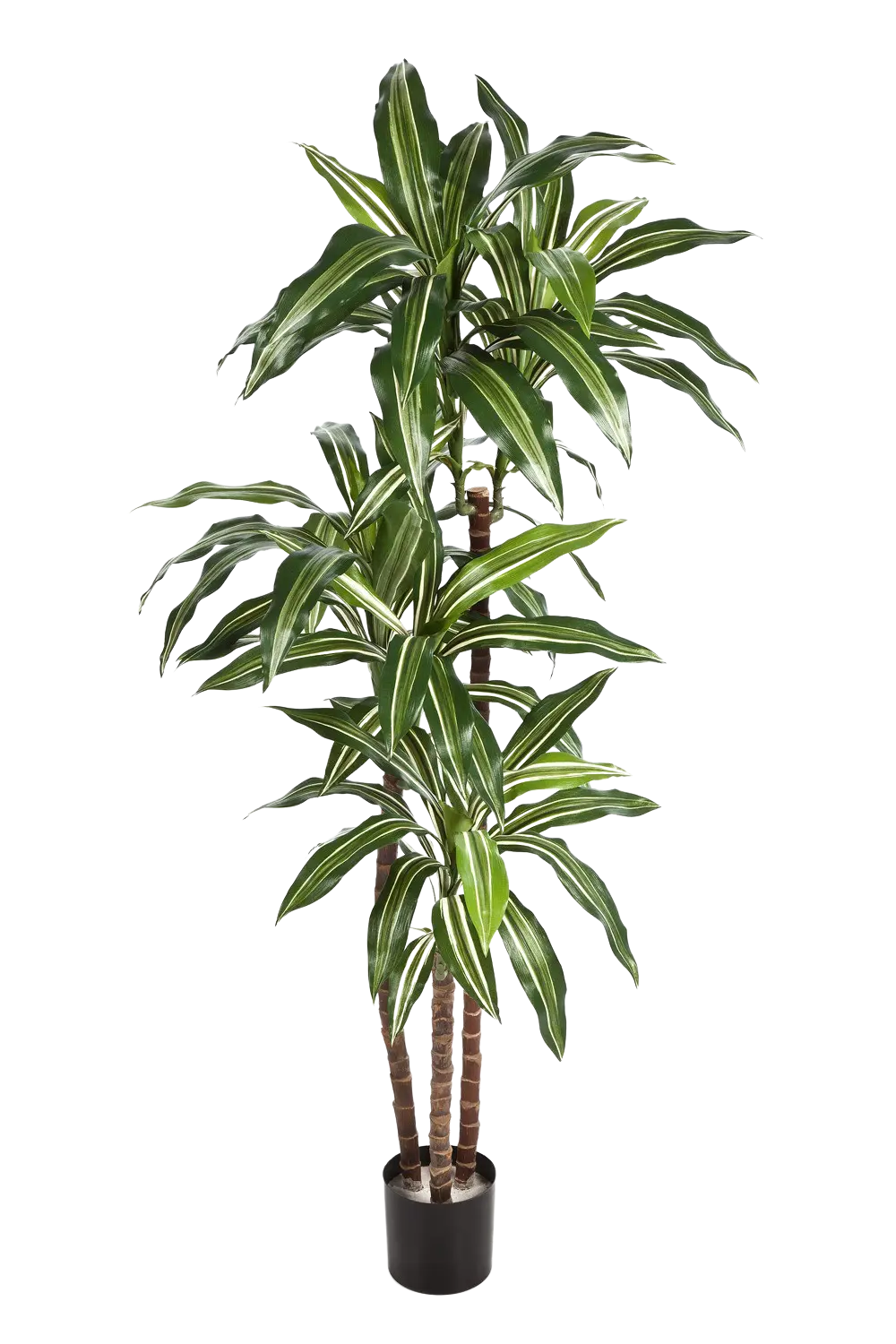 Künstlicher Drachenbaum - Nico | 150 cm auf transparentem Hintergrund mit echt wirkenden Kunstblättern in natürlicher Anordnung. | aplanta Kunstpflanzen