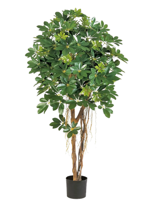 Schefflera artificial - Olaf | 170 cm