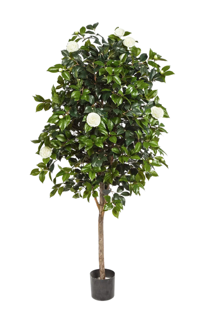 Künstlicher Kamelienbaum - Polly auf transparentem Hintergrund mit echt wirkenden Kunstblättern. Diese Kunstpflanze gehört zur Gattung/Familie der "Kamelien" bzw. "Kunst-Kamelien".