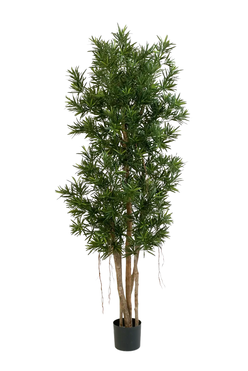 Podocarpus artificial Reflexa- Paul | 210 cm