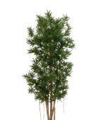 Podocarpus artificial Reflexa- Paul | 180 cm