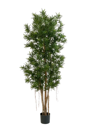 Podocarpus artificial Reflexa- Paul | 180 cm